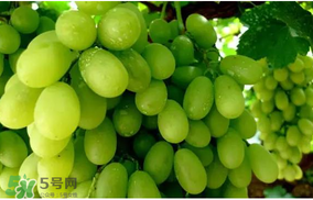 馬奶葡萄怎么保存？馬奶葡萄保存方法