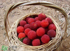 煮楊梅汁需要煮多長時間？楊梅汁怎么煮？