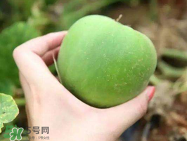 梨瓜是熱性還是涼性？梨瓜是酸性還是堿性？