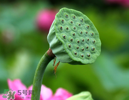 蓮蓬多少錢一斤？蓮蓬多少錢一個？