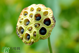 蓮蓬什么時候成熟？蓮蓬什么時候上市？