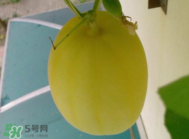 黃金瓜什么時候成熟？黃金瓜什么時候吃？