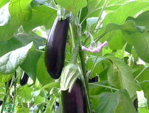 茄子怎么挑選？如何挑選茄子？