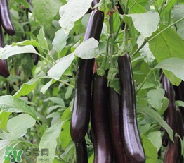茄子皮敷臉可以祛斑嗎？茄子皮祛斑正確方法