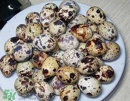 鵪鶉蛋和雞蛋哪個營養(yǎng)價值高？鵪鶉蛋怎么選購？
