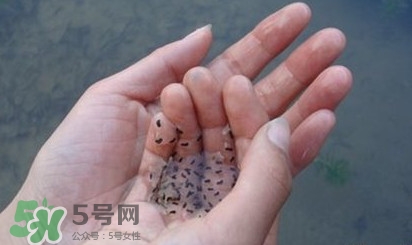 蟾蜍是不是癩蛤?。矿蛤芎颓嗤艿膮^(qū)別