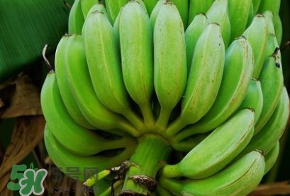 芭蕉可以放冰箱嗎？芭蕉能放冰箱保存嗎