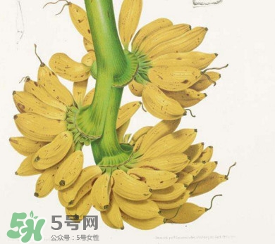 芭蕉可以治便秘嗎？芭蕉的功效與作用