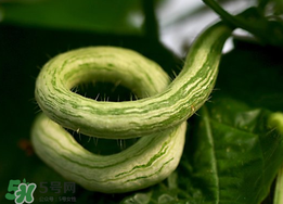 蛇瓜什么時候種？蛇瓜的種植方法