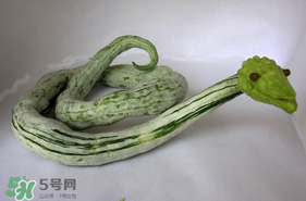 蛇瓜怎么挑選？蛇瓜的選購技巧