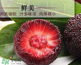 荸薺楊梅和東魁楊梅哪個(gè)好吃？荸薺楊梅跟東魁楊梅有什么區(qū)別？