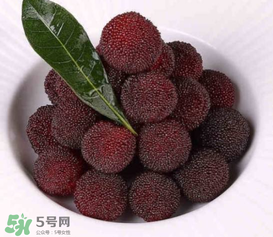 荸薺楊梅和東魁楊梅哪個(gè)好吃？荸薺楊梅跟東魁楊梅有什么區(qū)別？
