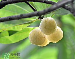 白楊梅多少錢一斤？白楊梅產(chǎn)地