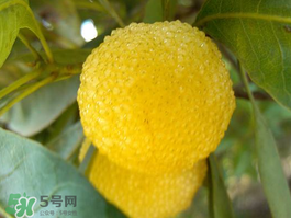 白楊梅可以泡酒嗎？白楊梅泡酒有什么功效？