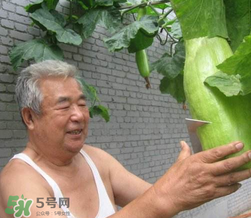 砍瓜種子哪里有賣的？砍瓜多少錢一斤？