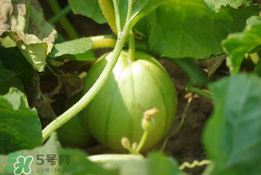 菜瓜多少錢一斤？菜瓜怎么挑？