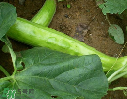 菜瓜多少錢一斤？菜瓜怎么挑？