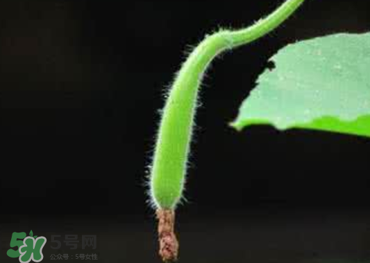 苦瓠子有毒嗎？苦瓠子中毒怎么辦？