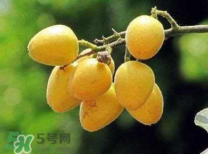 黃皮果怎么吃？黃皮果有什么功效