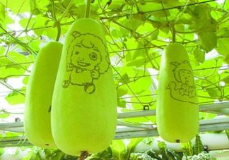 蒲瓜不能和什么一起吃？蒲瓜和什么相克？