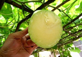 砍瓜種子哪里有賣的？砍瓜多少錢一斤？