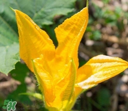 南瓜花可以吃嗎？南瓜花怎么吃