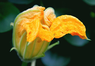 南瓜花怎么洗？南瓜花怎么處理