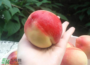 毛桃熱量高嗎？一個毛桃的熱量