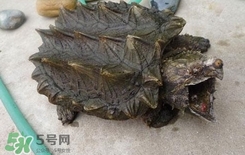 鱷龜為什么不能放生？鱷龜咬人嗎？