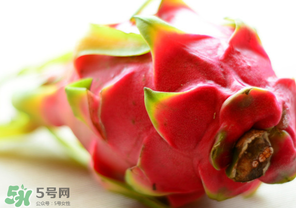 七月份可以種火龍果嗎？火龍果什么時候種植？