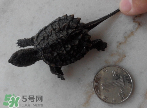 鱷龜是保護(hù)動(dòng)物嗎？鱷龜是外來(lái)物種嗎