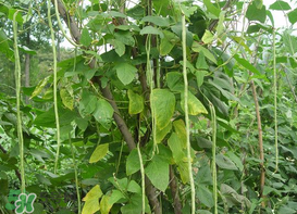 7月份可以種豆角嗎？豆角幾月份種？