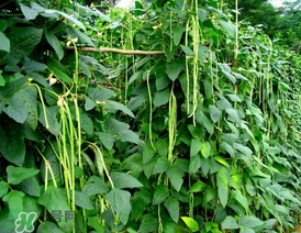 7月份可以種豆角嗎？豆角幾月份種？