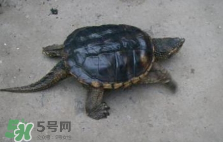 鱷龜怎么飼養(yǎng)？鱷龜吃什么