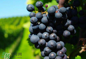 無(wú)籽葡萄小孩能吃嗎？寶寶能吃無(wú)籽葡萄嗎？