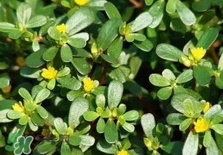 螞蚱菜是馬齒莧嗎？螞蚱菜是什么樣子的