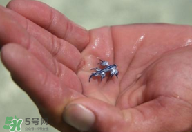 海蛞蝓可以當寵物養(yǎng)嗎？ 海蛞蝓多少錢一只？