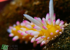 海蛞蝓可以當寵物養(yǎng)嗎？ 海蛞蝓多少錢一只？