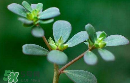 螞蚱菜對人體有哪些好處？螞蚱菜不能和什么一起吃