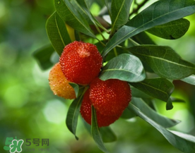 七月份還有楊梅嗎？7月份楊梅哪里有？