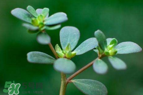 螞蚱菜和鵝蛋能在一起吃嗎？鵝蛋可以和螞蚱菜一起吃嗎