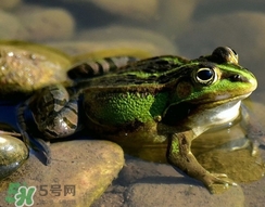 吃青蛙犯法嗎？買賣青蛙怎么處罰