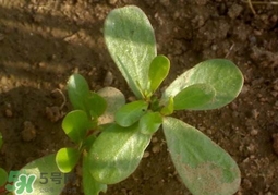 螞蚱菜洗好后怎么保存？剛采的螞蚱菜能存放幾天