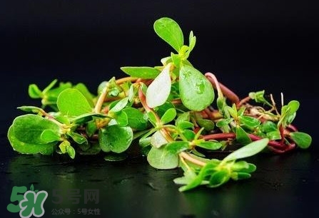 螞蚱菜是馬齒莧嗎？螞蚱菜是什么樣子的