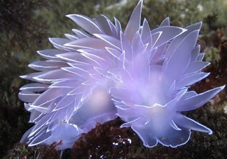 海蛞蝓可以當(dāng)寵物養(yǎng)嗎？ 海蛞蝓多少錢一只？