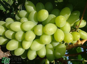 青提上有黑點(diǎn)怎么回事？青提長(zhǎng)斑點(diǎn)是什么原因？