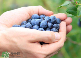 藍莓什么品種好？盆栽藍莓什么品種好？