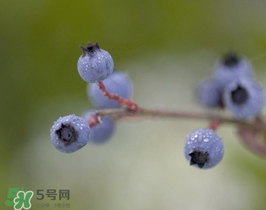 野生藍(lán)莓多少錢一斤？野生藍(lán)莓多少錢一箱？