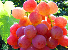 紅提可以放冰箱嗎？紅提放冷庫(kù)怎么保存？