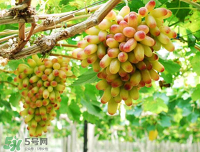 美人指葡萄多少錢(qián)一斤？美人指葡萄是轉(zhuǎn)基因嗎？